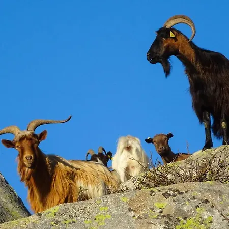 Saint Cyprien Apartment