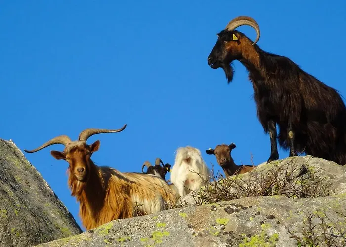 Saint Cyprien Apartmán