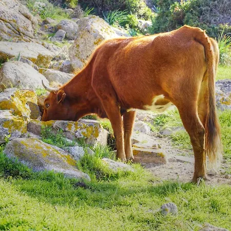 Saint Cyprien * Porto-Vecchio (Corsica)