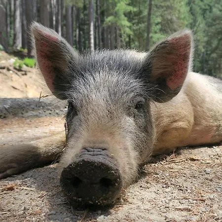 Saint Cyprien Appartement