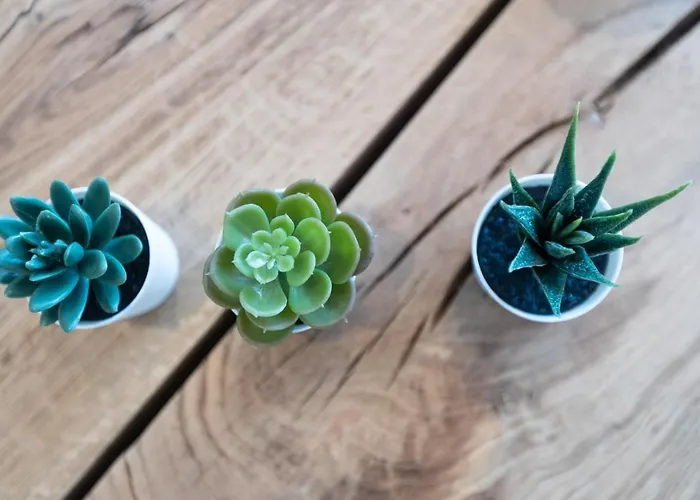 Saint Cyprien Porto-Vecchio