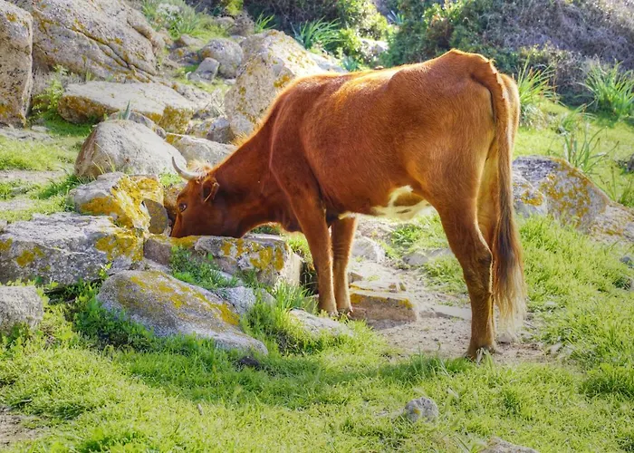 Saint Cyprien * Porto-Vecchio